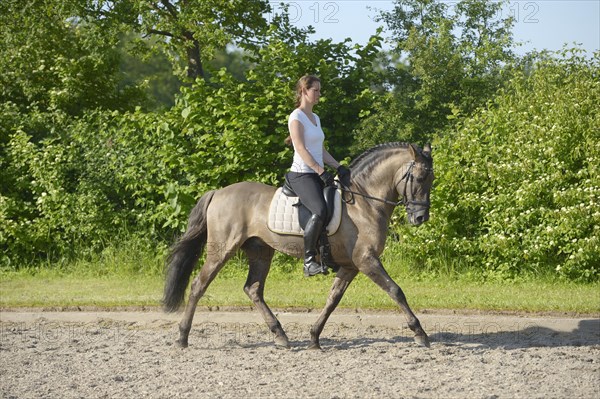 Female dressage rider on a Lusitano stallion