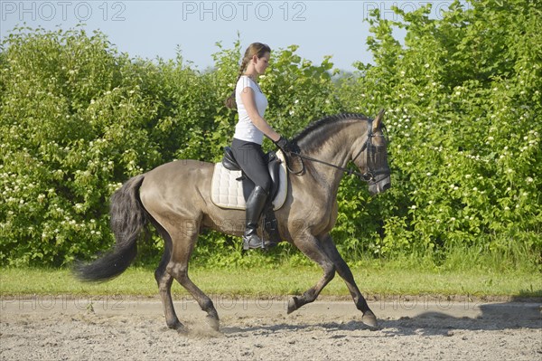 Female dressage rider on a Lusitano stallion