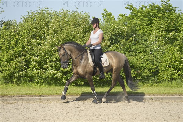 Female dressage rider on a Lusitano stallion