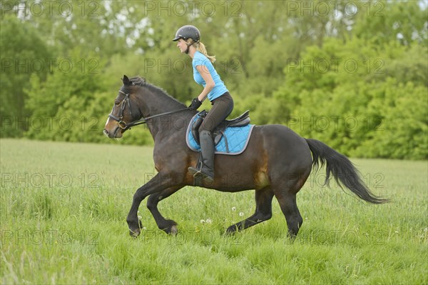 Woman galloping on a Connemara mare