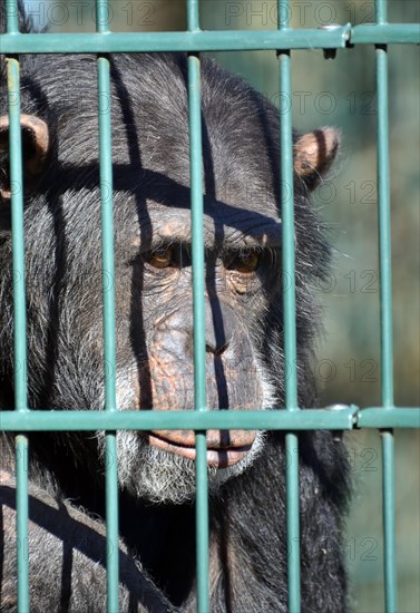 Common Chimpanzee (Pan troglodytes)