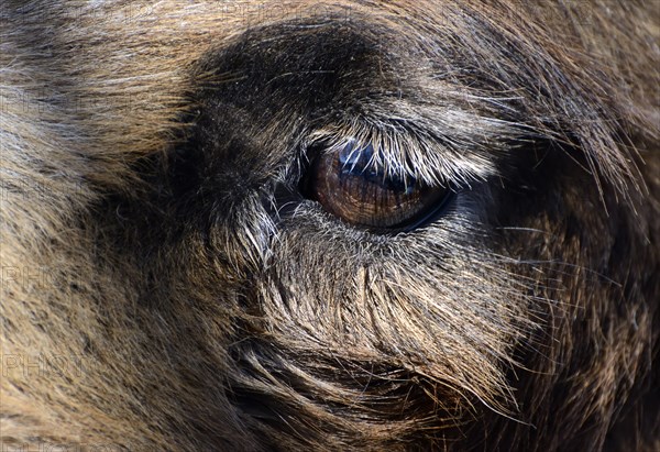 Detail view of the eye of a Bactrian camel (Camelus ferus)