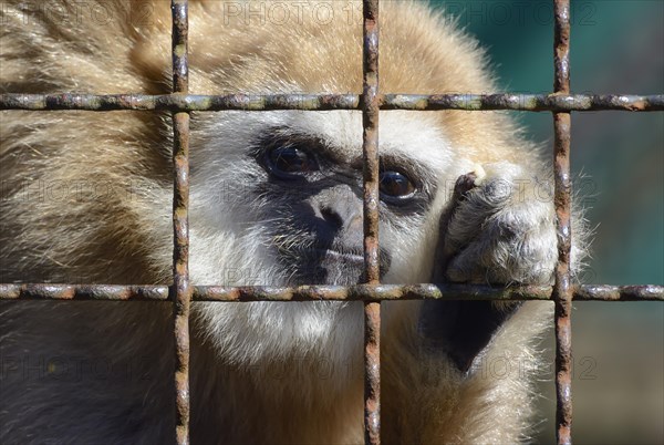 Lar Gibbon (Hylobates lar)