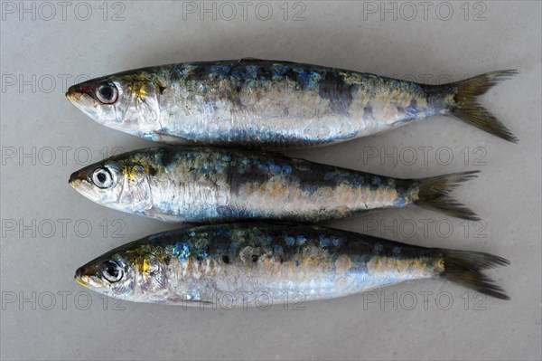 Three Sardines or European Pilchards (Sardina pilchardus)