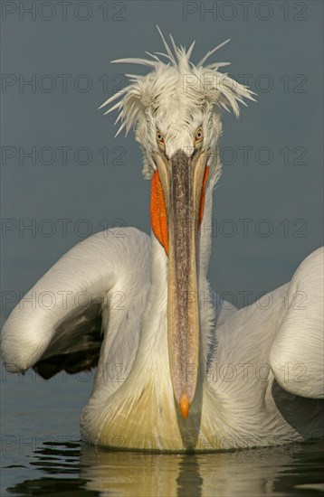 Dalmatian Pelican (Pelecanus crispus)