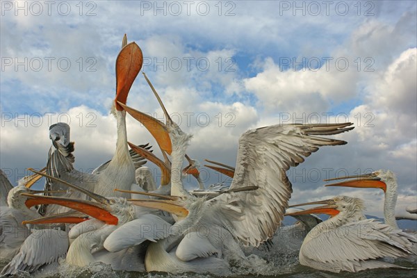 Dalmatian Pelicans (Pelecanus crispus)