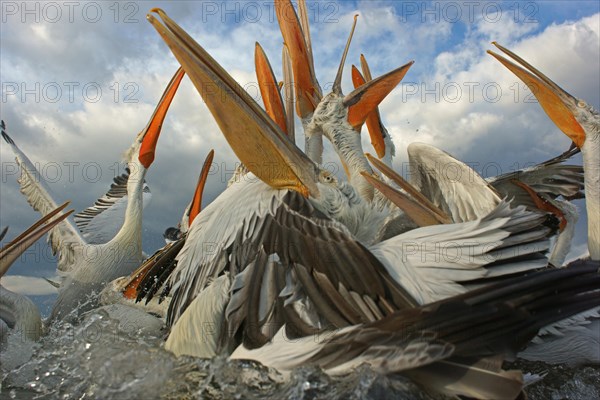 Dalmatian Pelicans (Pelecanus crispus)