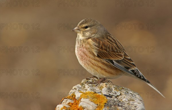 Linnet (Carduelis cannabina)