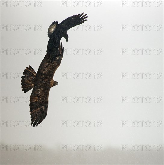 Golden eagle (Aquila chrysaetos) and Common raven (Corvus corax) in flight