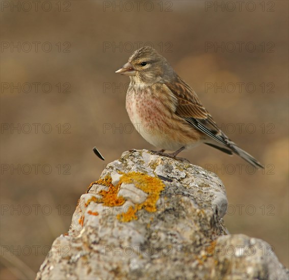 Linnet (Carduelis cannabina)