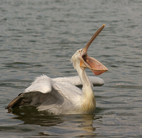 Dalmatian Pelican (Pelecanus crispus)