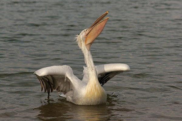 Dalmatian Pelican (Pelecanus crispus)