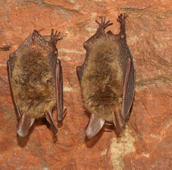 Bechstein's Bats (Myotis bechsteinii) in hibernation
