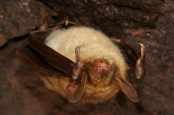 Greater Mouse-eared Bat (Myotis myotis) in hibernation