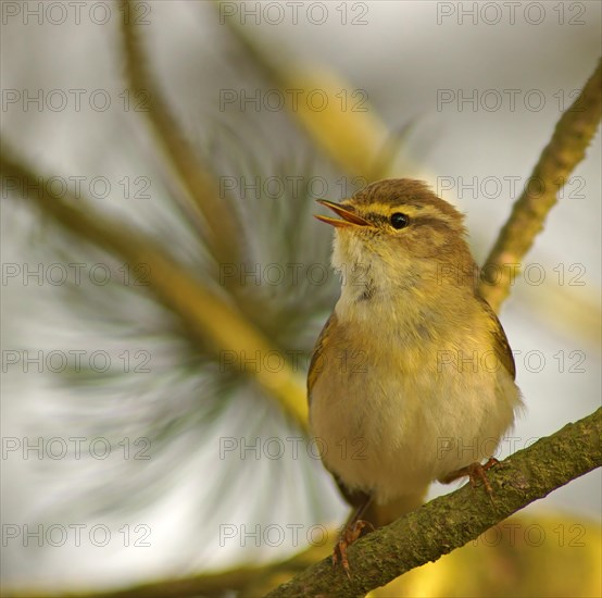 Willow Warbler (Phylloscopus trochilus)