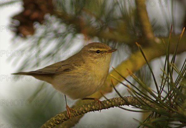 Willow Warbler (Phylloscopus trochilus)