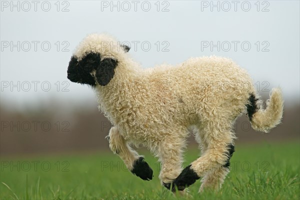 Valais Blacknose sheep (Ovis orientalis aries)