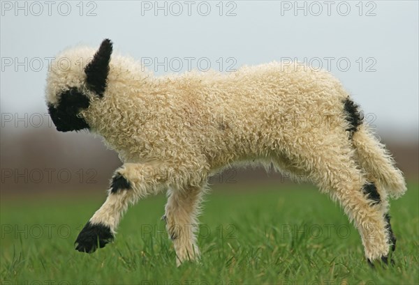 Valais Blacknose sheep (Ovis orientalis aries)