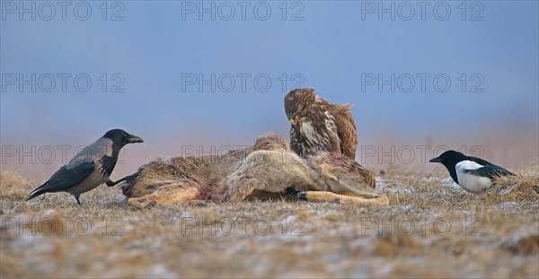 Common Buzzard (Buteo buteo)