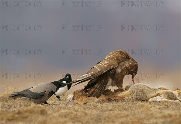 Common Buzzard (Buteo buteo)