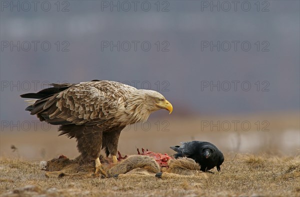 White-tailed Eagle or Sea Eagle (Haliaeetus albicilla) and a Raven (Corvus corax) with the carcass of a deer