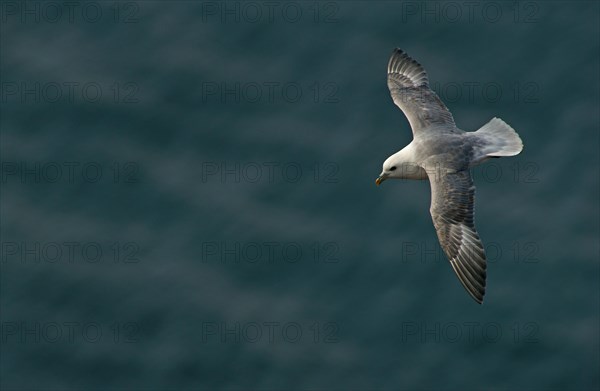 Northern Fulmar (Fulmarus glacialis) in flight