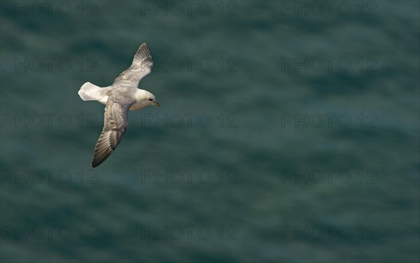 Northern Fulmar (Fulmarus glacialis) in flight