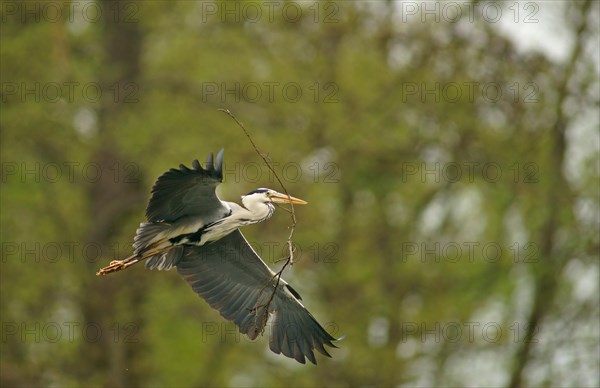 Grey Heron (Ardea cinerea) in flight with nesting material
