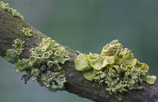 Yellow lichens (Xanthoria polycarpa)