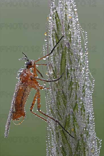 Dagger Fly or Balloon Fly (Empididae)