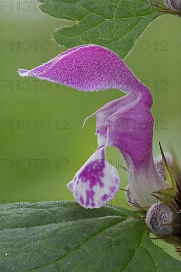 Flower of Purple Deadnettle or Purple Archangel (Lamium purpureum)