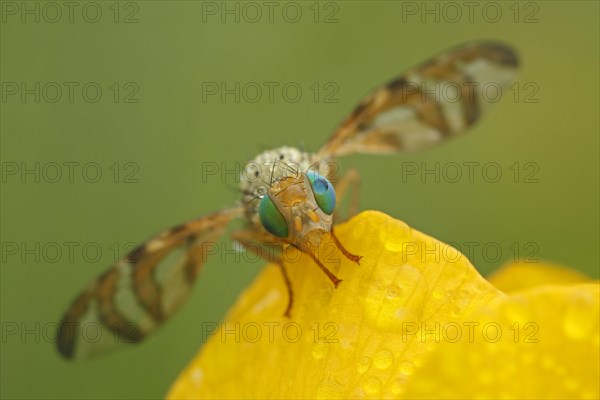 Fruit fly (Orellia tussilaginis)