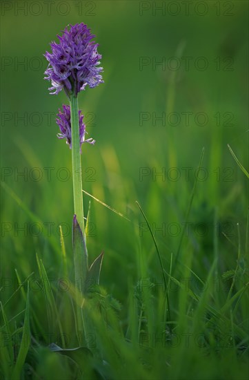 Blooming Three-toothed Orchid (Orchis tridentata)