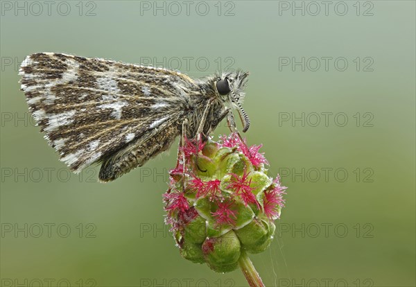 Grizzled Skipper (Pyrgus malvae)