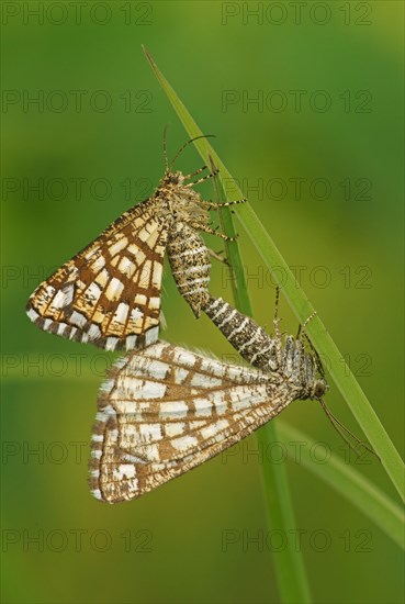 Latticed Heath (Chiasmia clathrata