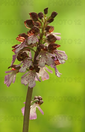 Lady Orchid (Orchis purpurea)