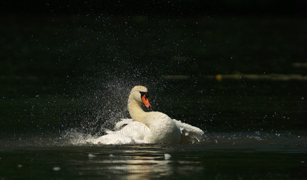 Mute Swan (Cygnus olor) taking a bath