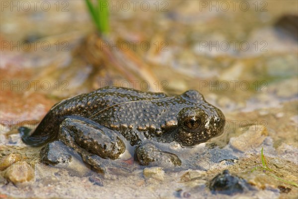 Common Midwife Toad (Alytes obstetricans)