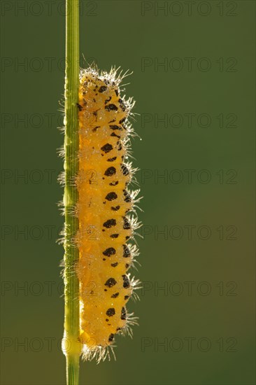 Caterpillar of a Six-spot Burnet Moth (Zygaena filipendulae)