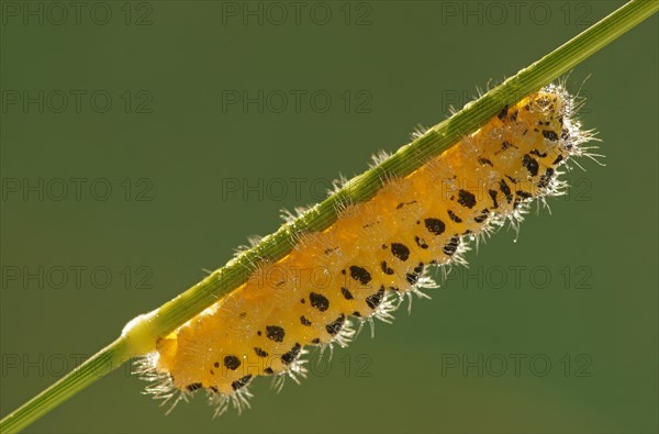 Caterpillar of a Six-spot Burnet Moth (Zygaena filipendulae)