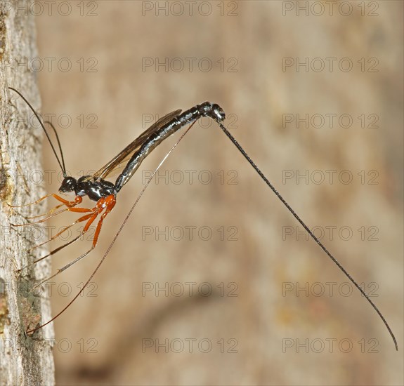Ichneumon Wasp (Ephialtes manifestator) in the oviposition