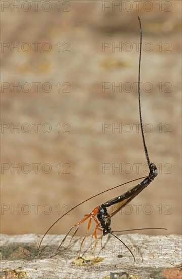 Wood wasp (Ephialtes manifestator) in the oviposition