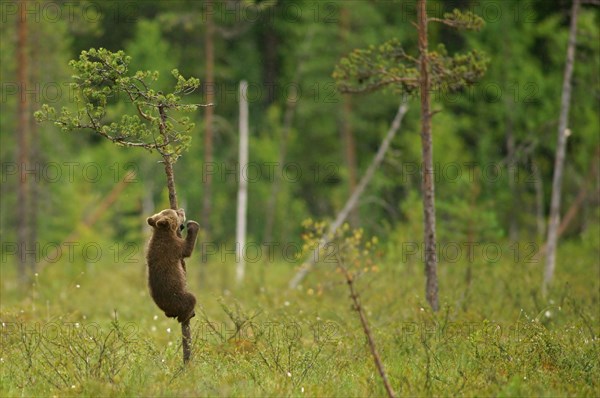 Brown Bear (Ursus arctos)