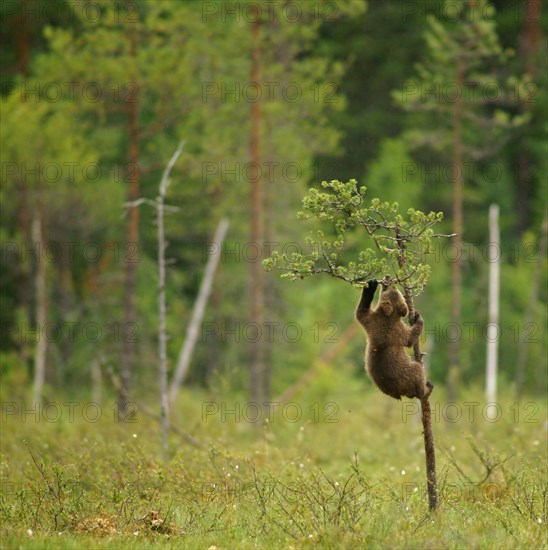 Brown Bear (Ursus arctos)