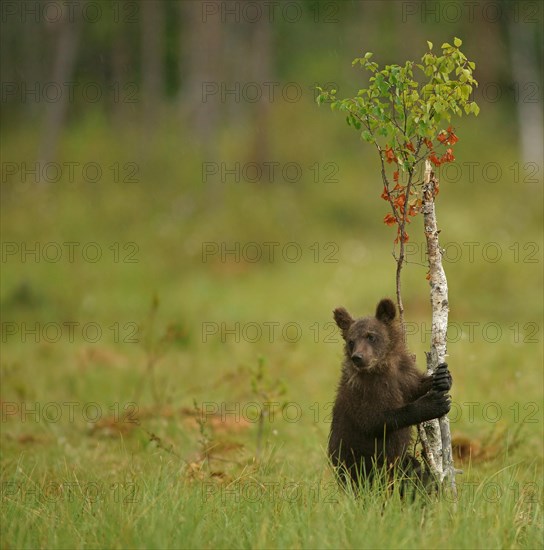 Brown Bear (Ursus arctos)