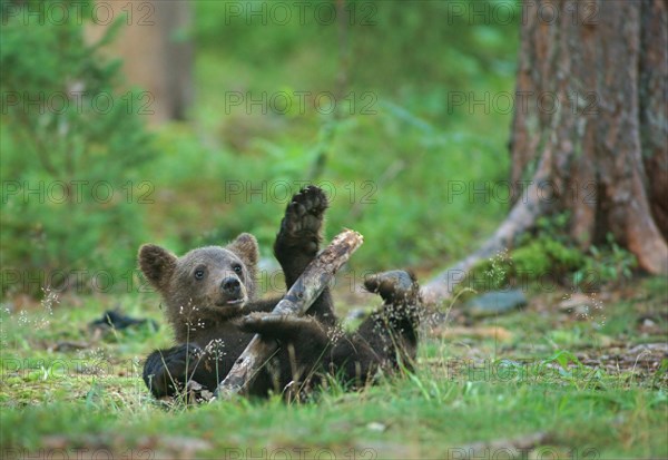 Brown Bear (Ursus arctos)
