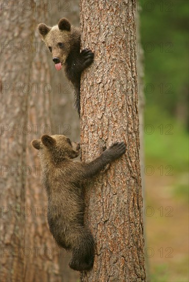 Brown Bears (Ursus arctos)