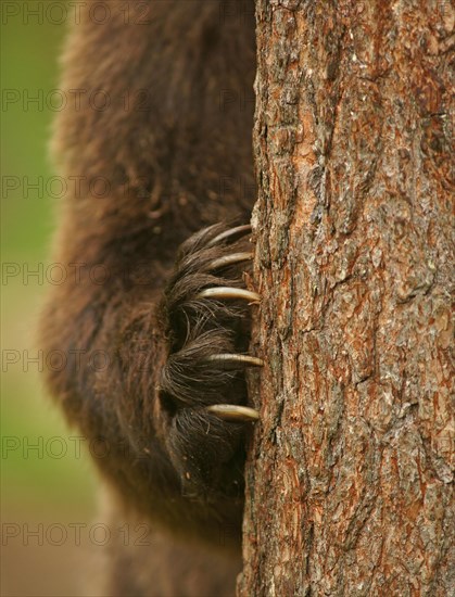 Brown Bear (Ursus arctos)