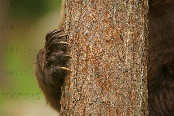 Brown Bear (Ursus arctos)