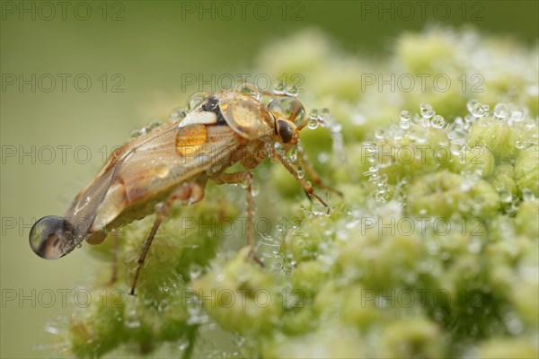 Common Mirid Bug (Lygus pratensis)